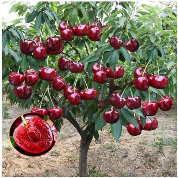 🌳Cherry Tree Seeds – Delicious, Fresh Cherries Await!