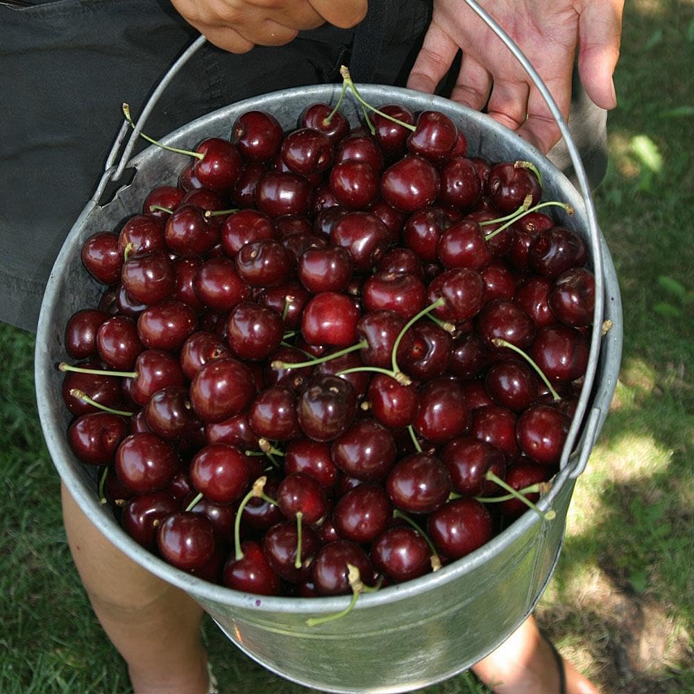 🌳Cherry Tree Seeds – Delicious, Fresh Cherries Await!