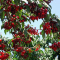 🌳Cherry Tree Seeds – Delicious, Fresh Cherries Await!
