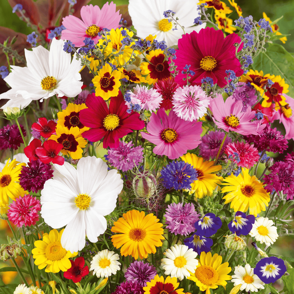 🔥💝Mixed Perennial Flowers Seeds-Over 50 kinds mixed