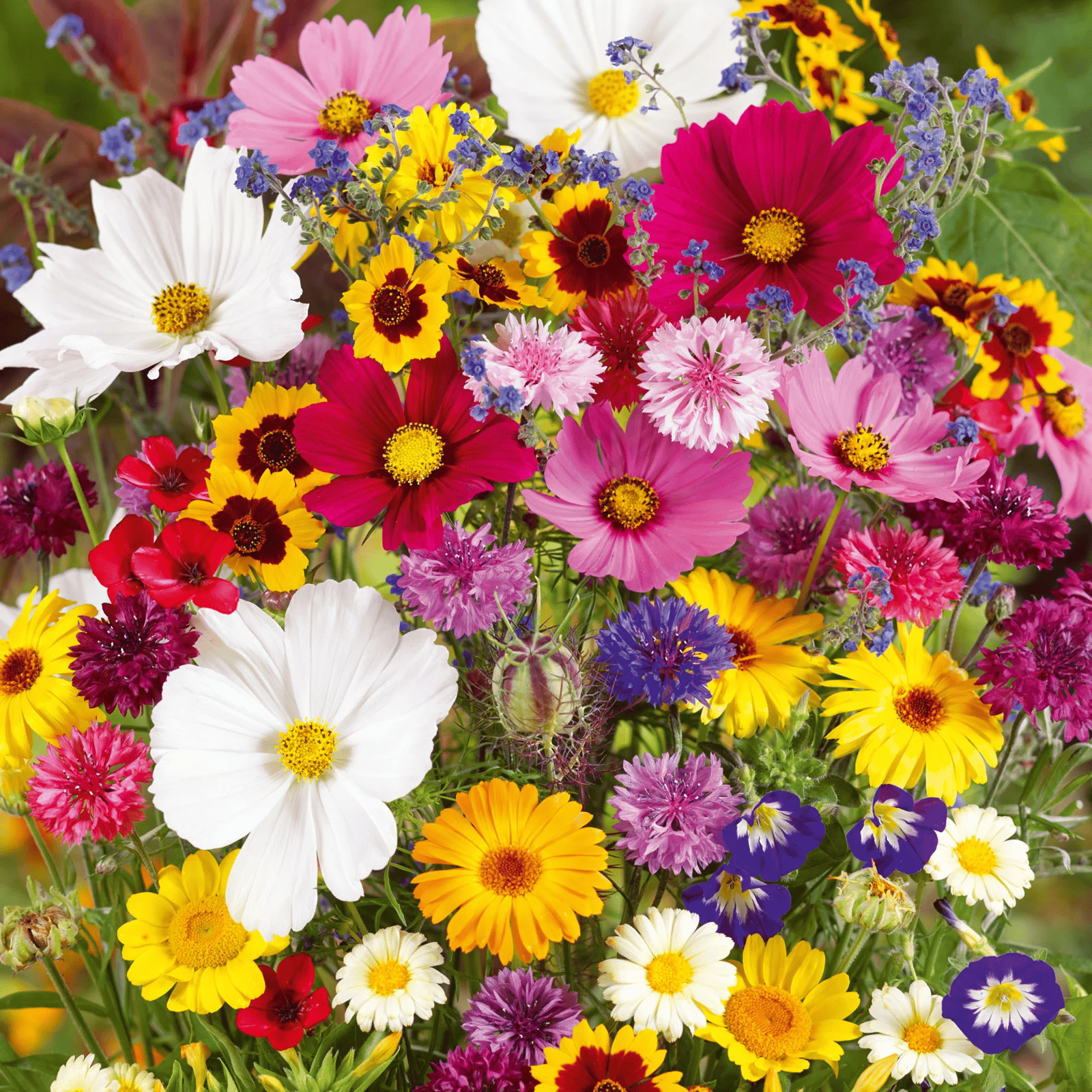 🔥💝Mixed Perennial Flowers Seeds-Over 50 kinds mixed