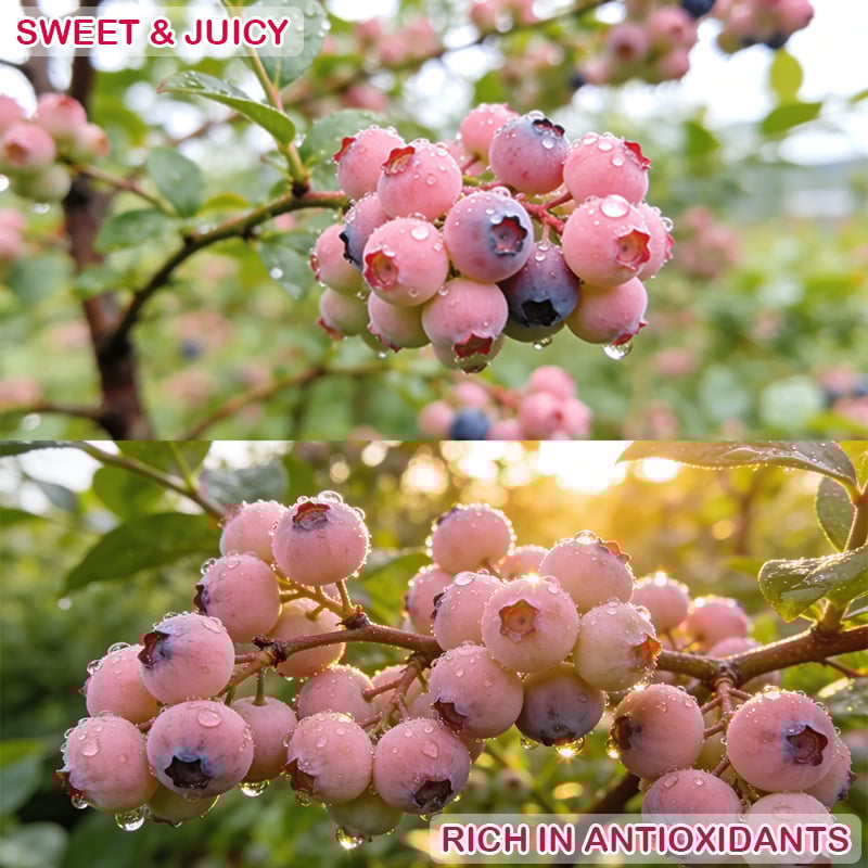 💟Premium Pink Blueberry Seeds -😋A Uniquely Delightful Taste