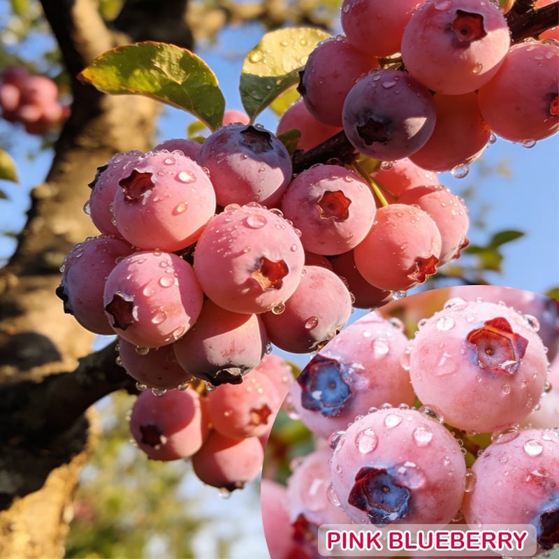 💟Premium Pink Blueberry Seeds -😋A Uniquely Delightful Taste