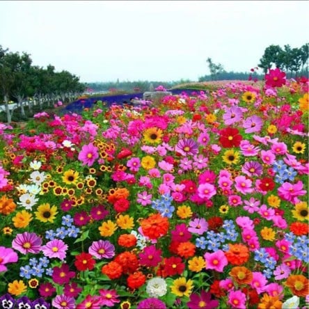 🔥💝Mixed Perennial Flowers Seeds-Over 50 kinds mixed