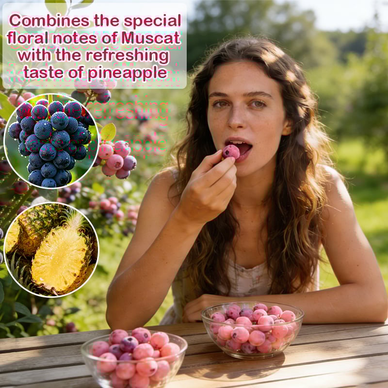 💟Premium Pink Blueberry Seeds -😋A Uniquely Delightful Taste