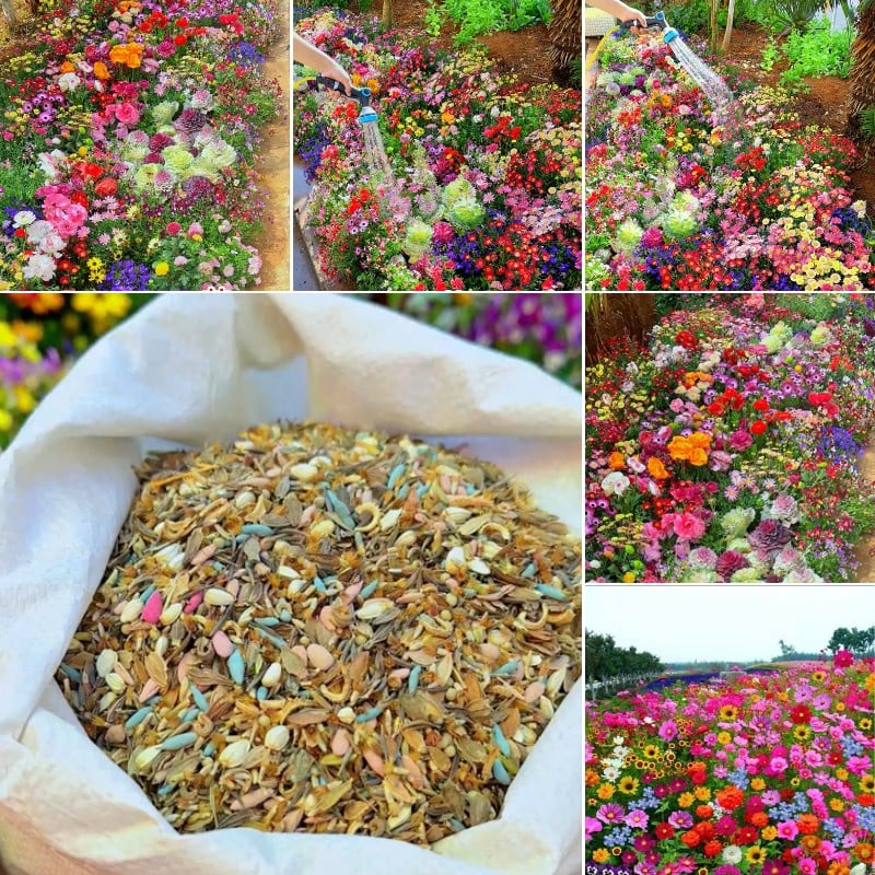 🔥💝Mixed Perennial Flowers Seeds-Over 50 kinds mixed
