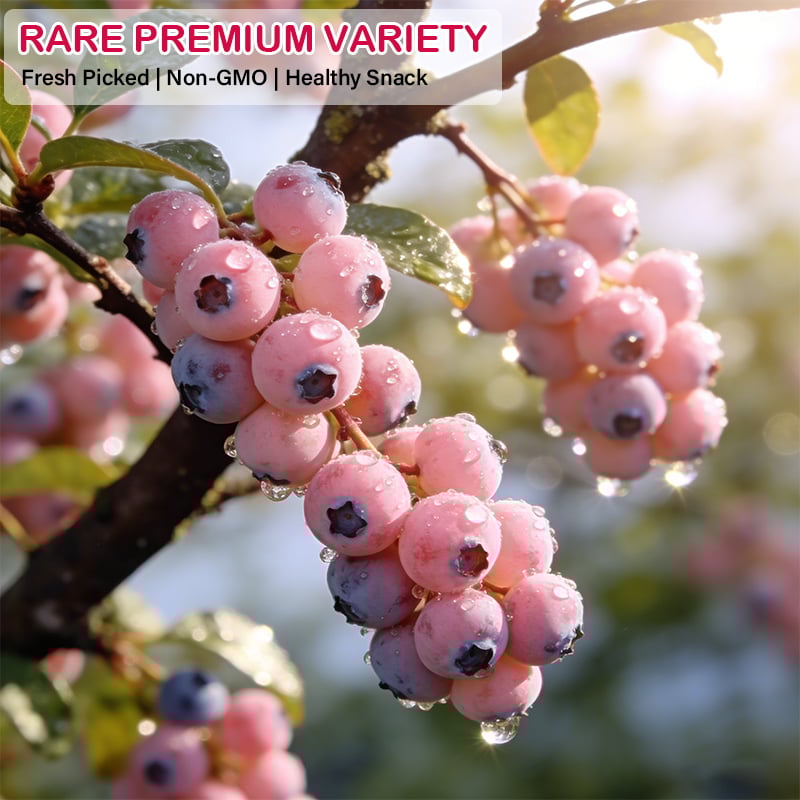 💟Premium Pink Blueberry Seeds -😋A Uniquely Delightful Taste