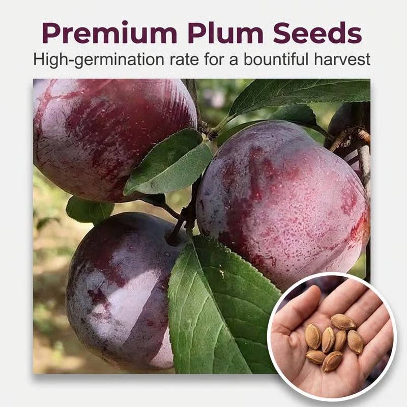 🍑 Heirloom Non-GMO Grafted Plum Tree Live Seeds