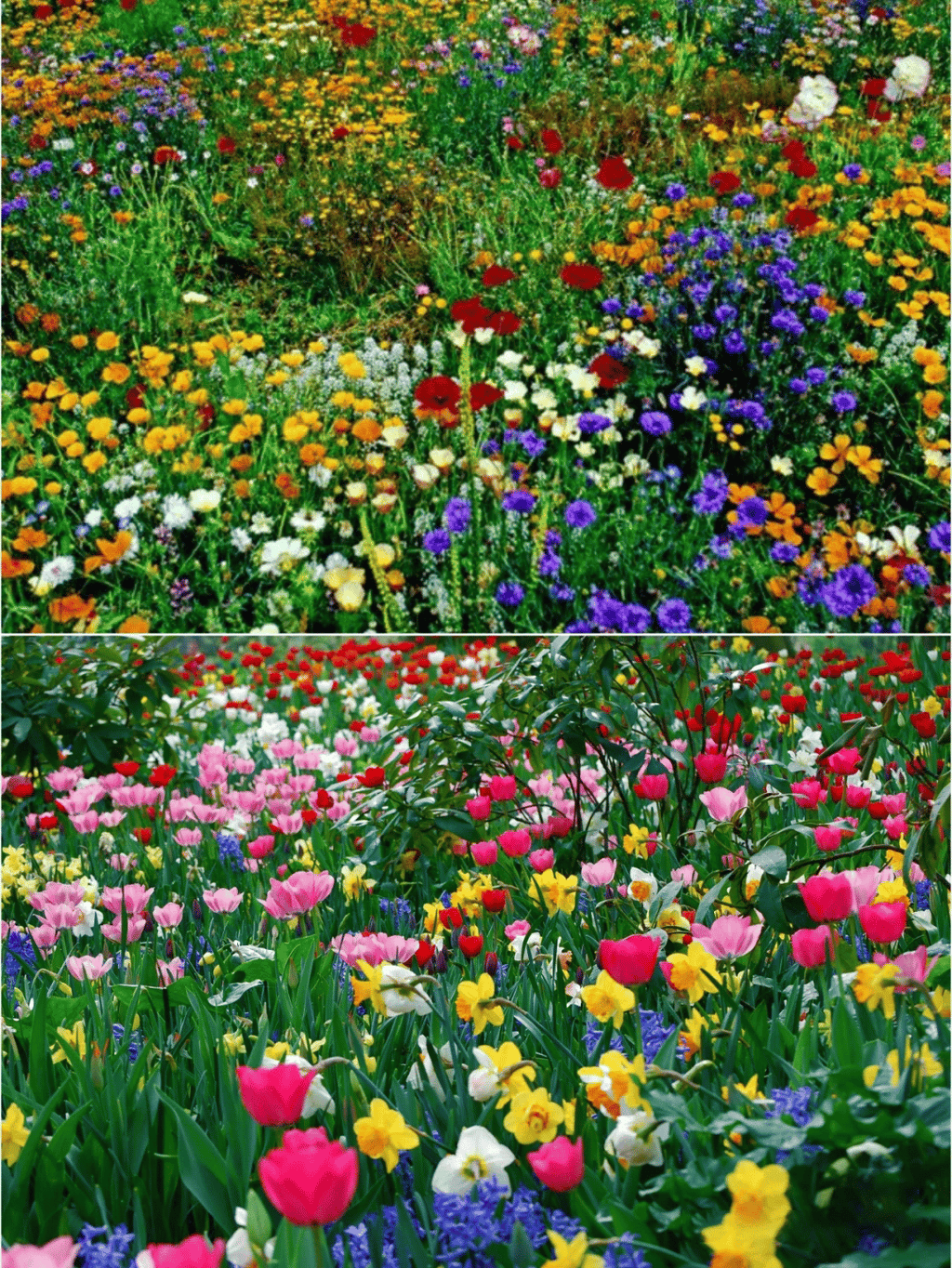 🔥💝Mixed Perennial Flowers Seeds-Over 50 kinds mixed