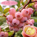💟Premium Pink Blueberry Seeds -😋A Uniquely Delightful Taste