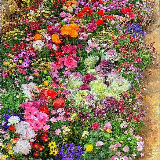 🔥💝Mixed Perennial Flowers Seeds-Over 50 kinds mixed