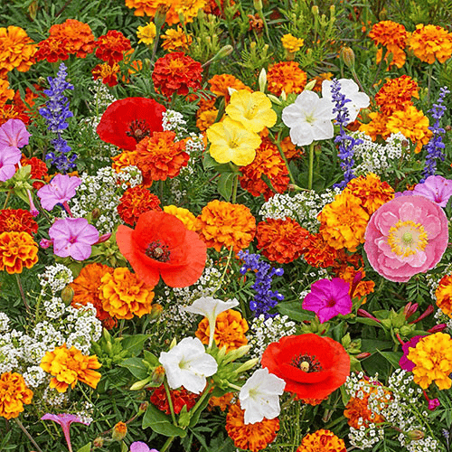 🔥💝Mixed Perennial Flowers Seeds-Over 50 kinds mixed