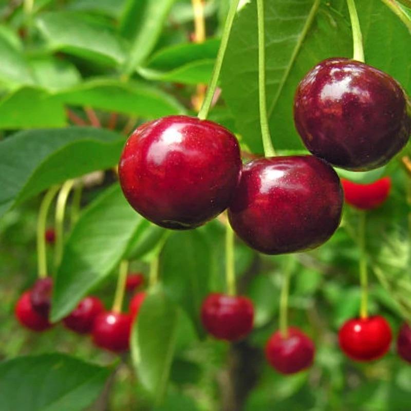 🌳Cherry Tree Seeds – Delicious, Fresh Cherries Await!
