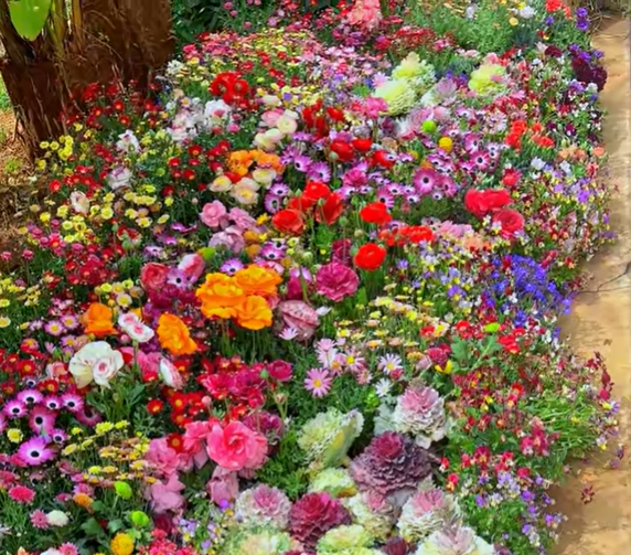 🔥💝Mixed Perennial Flowers Seeds-Over 50 kinds mixed