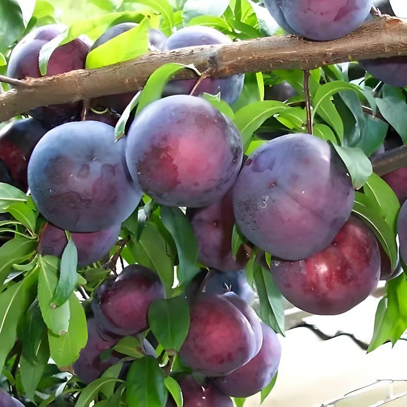 🍑 Heirloom Non-GMO Grafted Plum Tree Live Seeds