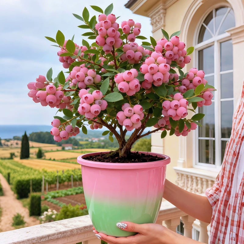 💟Premium Pink Blueberry Seeds -😋A Uniquely Delightful Taste
