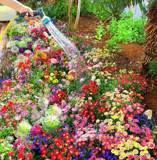 🔥💝Mixed Perennial Flowers Seeds-Over 50 kinds mixed
